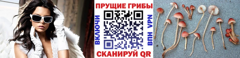 Псилоцибиновые грибы Magic Shrooms  мега зеркало  Кореновск 